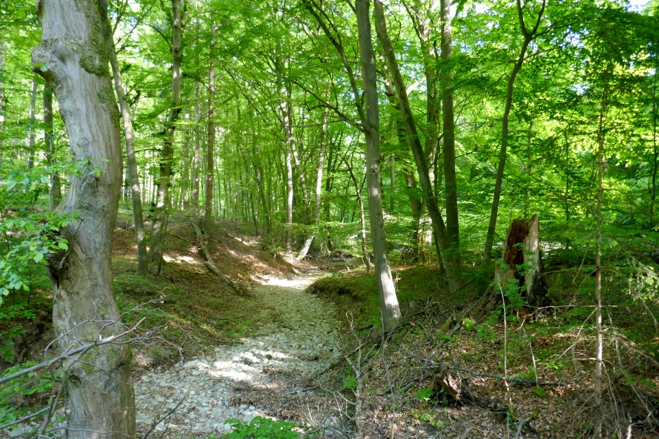 Wälder bei Büren - Ahdener Grund - Talgosse - 7