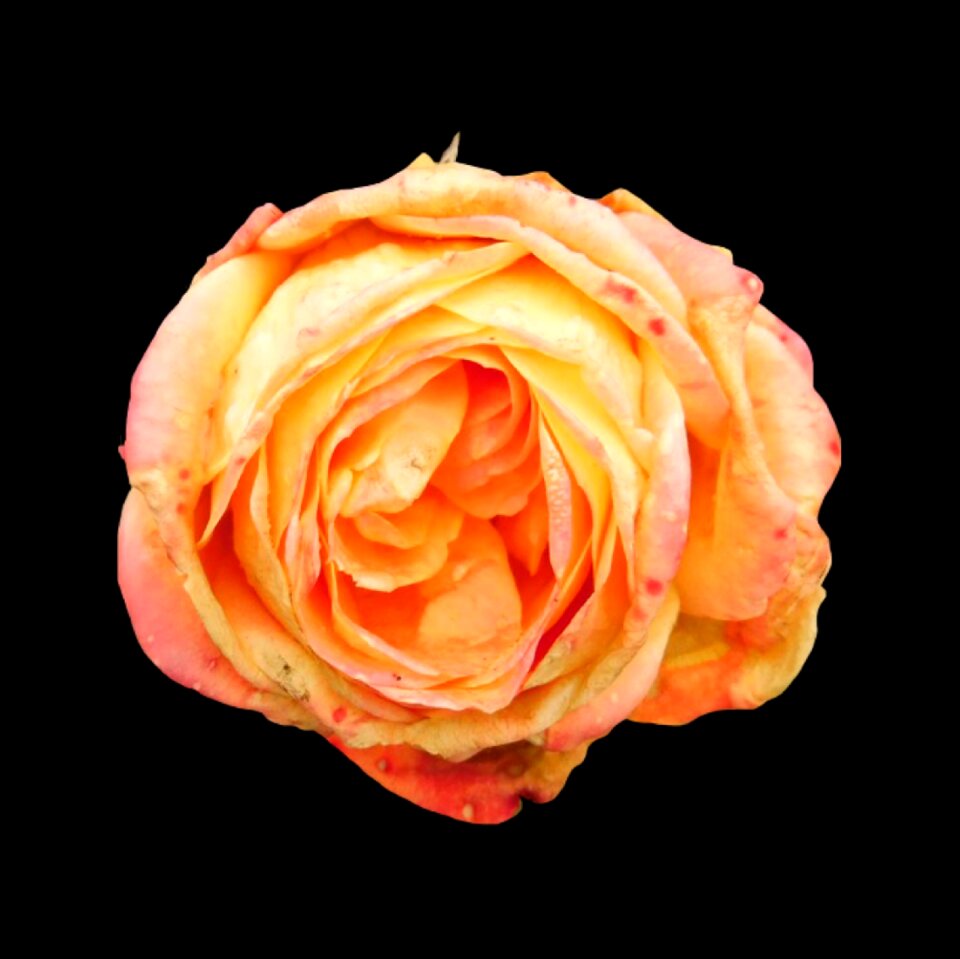 Blossom bloom orange