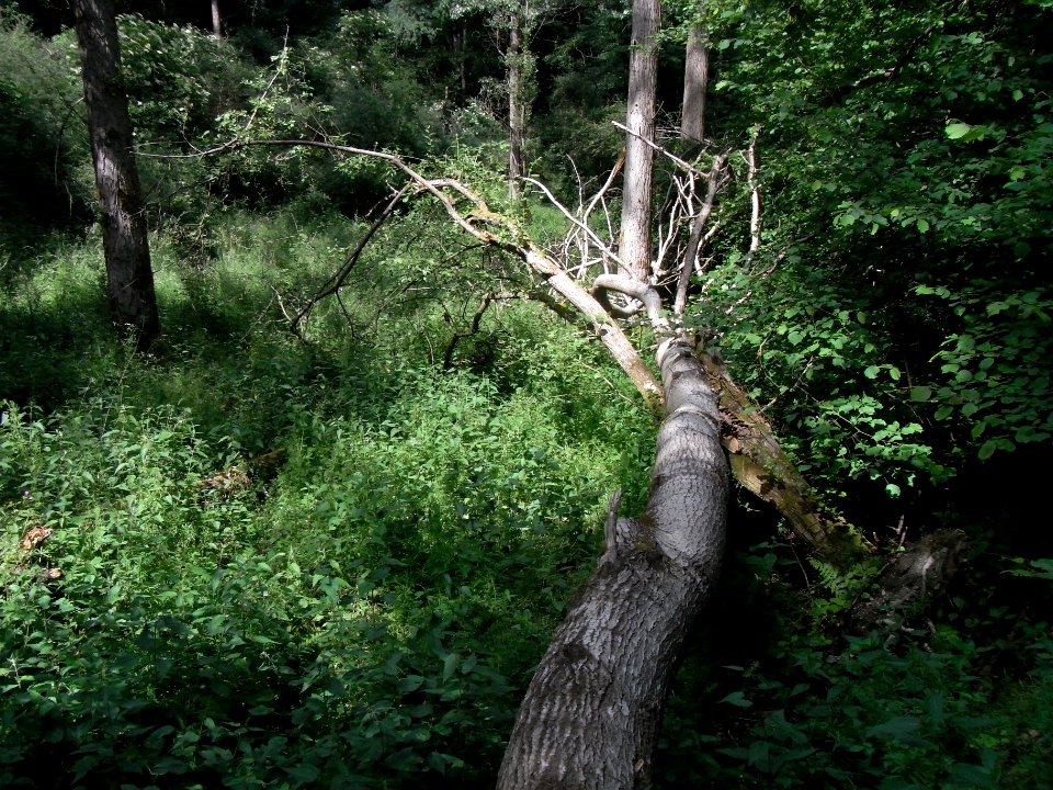 Wäschbach unter Wegkrezung R0015144