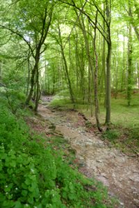 Wälder bei Büren - Ahdener Grund - Talgosse - 3