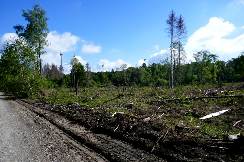Wälder bei Büren - 1
