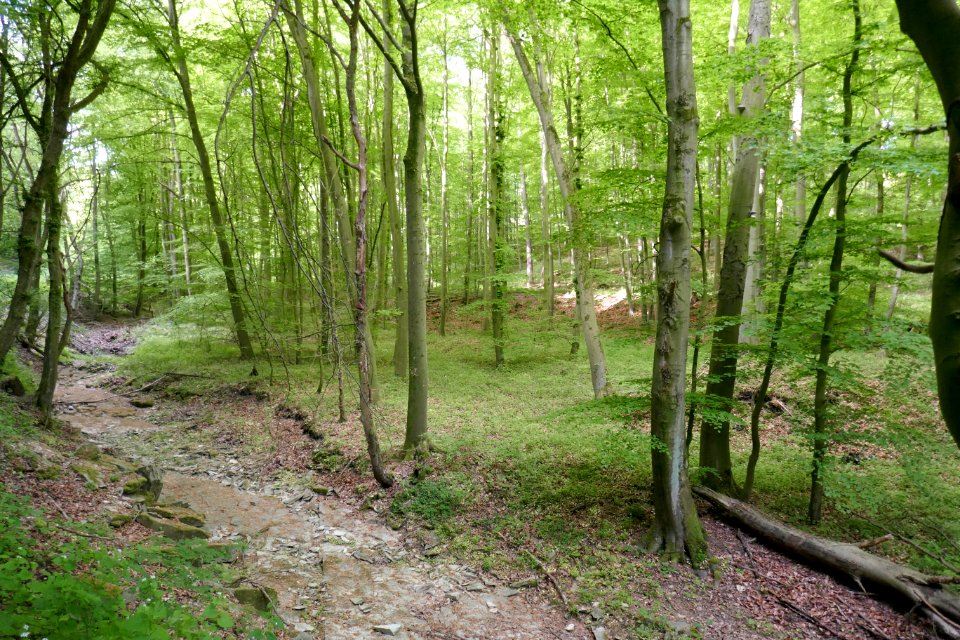 Wälder bei Büren - Ahdener Grund - Talgosse - 2