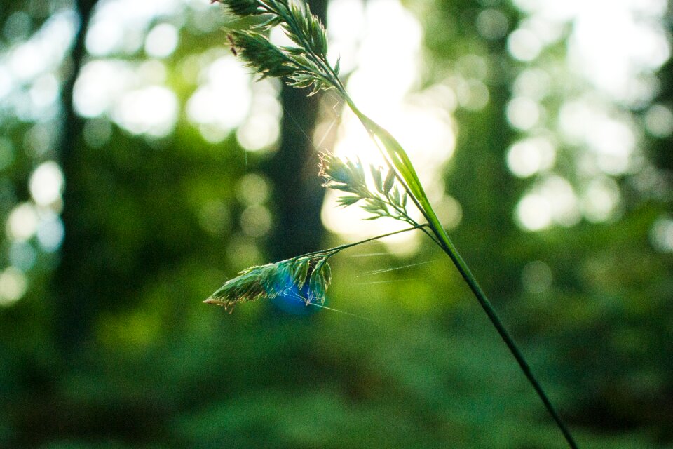 Summer green sunny