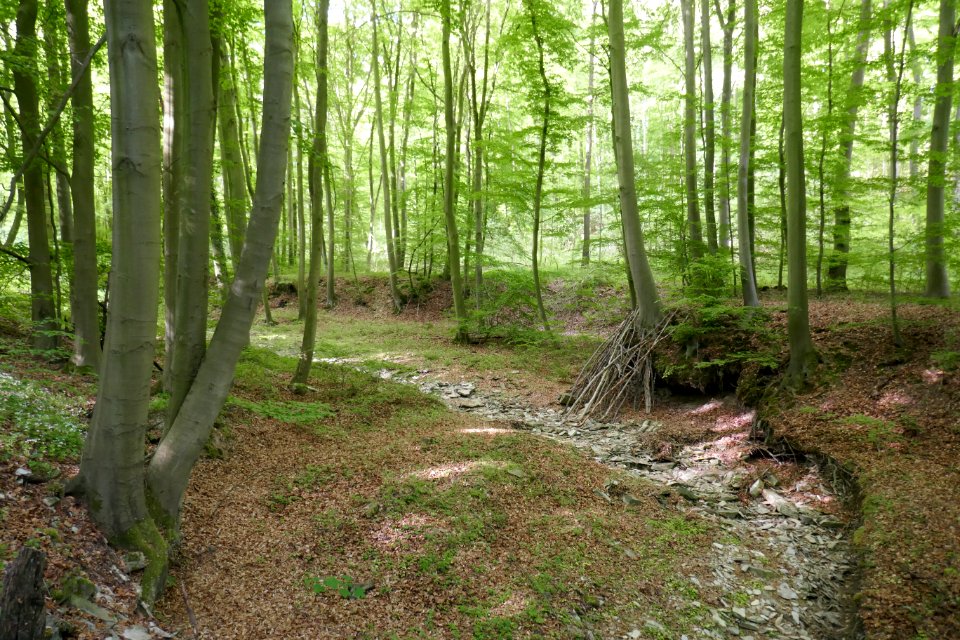 Wälder bei Büren - Ahdener Grund - Talgosse - 1