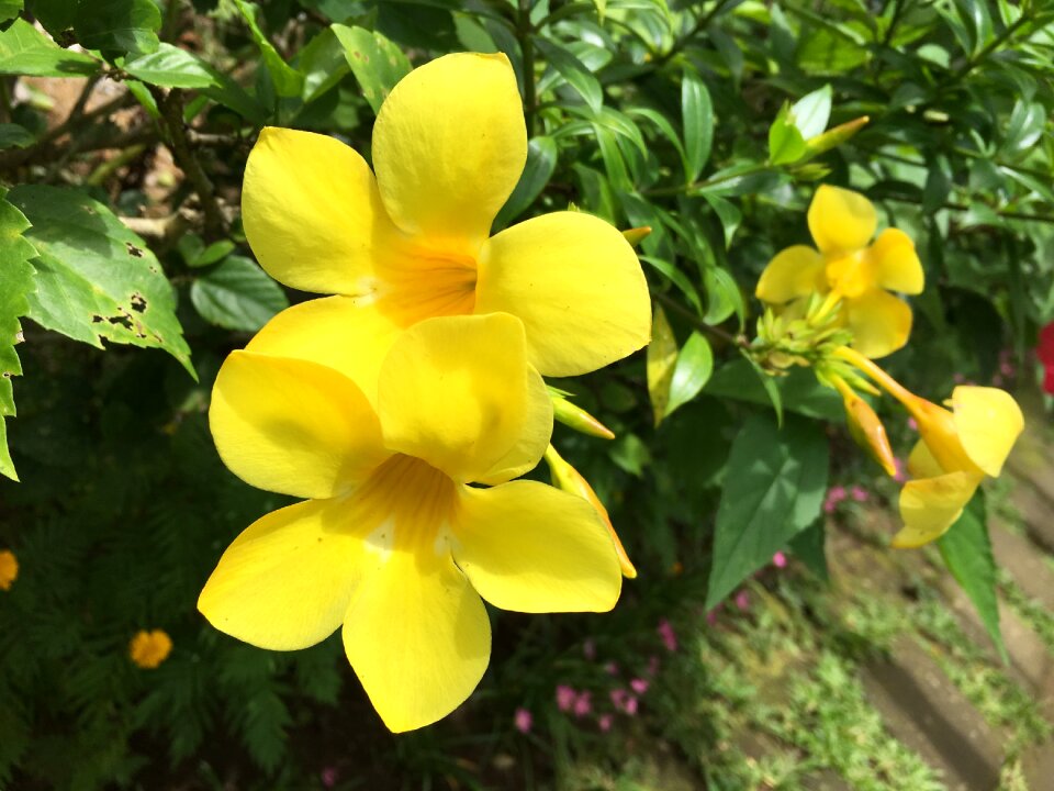 Nature floral plant