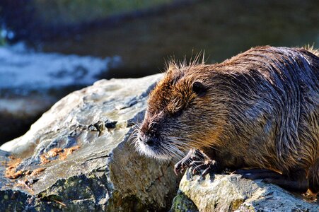 Species of rodent waters animal