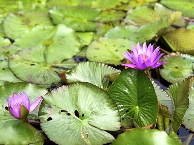 Pond plant flower