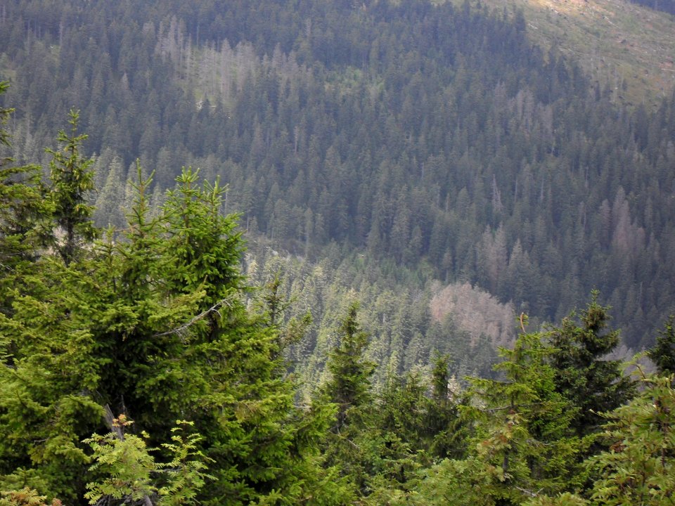 Vylet na Velky Javor 3 srpna 2011 247