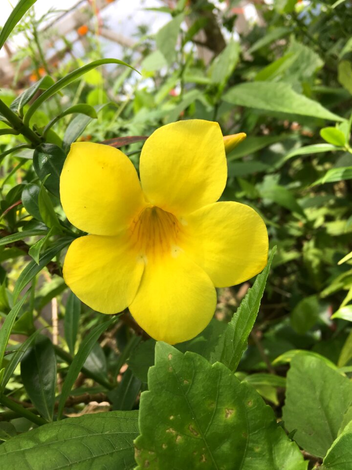 Nature floral plant