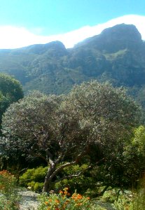 W Camphor tree - Tarchonanthus littoralis