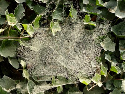 Cobweb spider webs spin photo