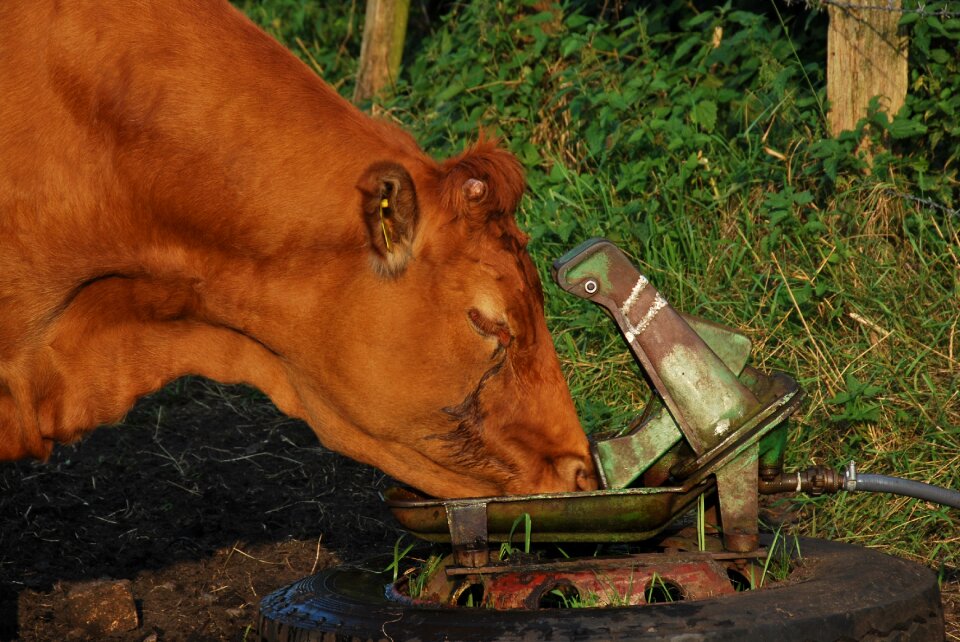 Drink mechanics animal