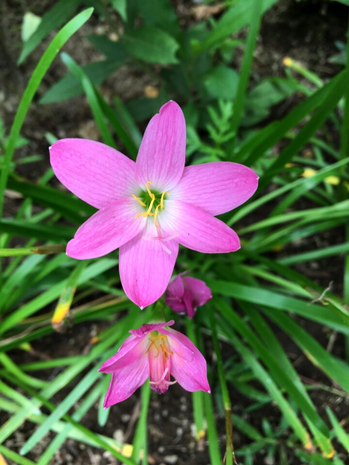 Plant garden trumpet