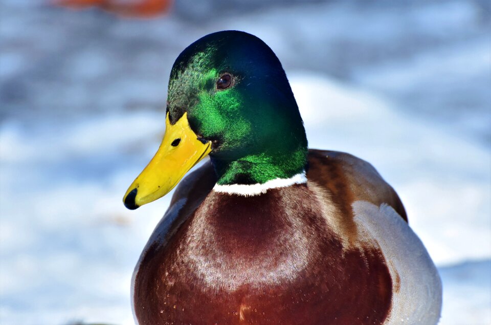 Mallard bird feather photo