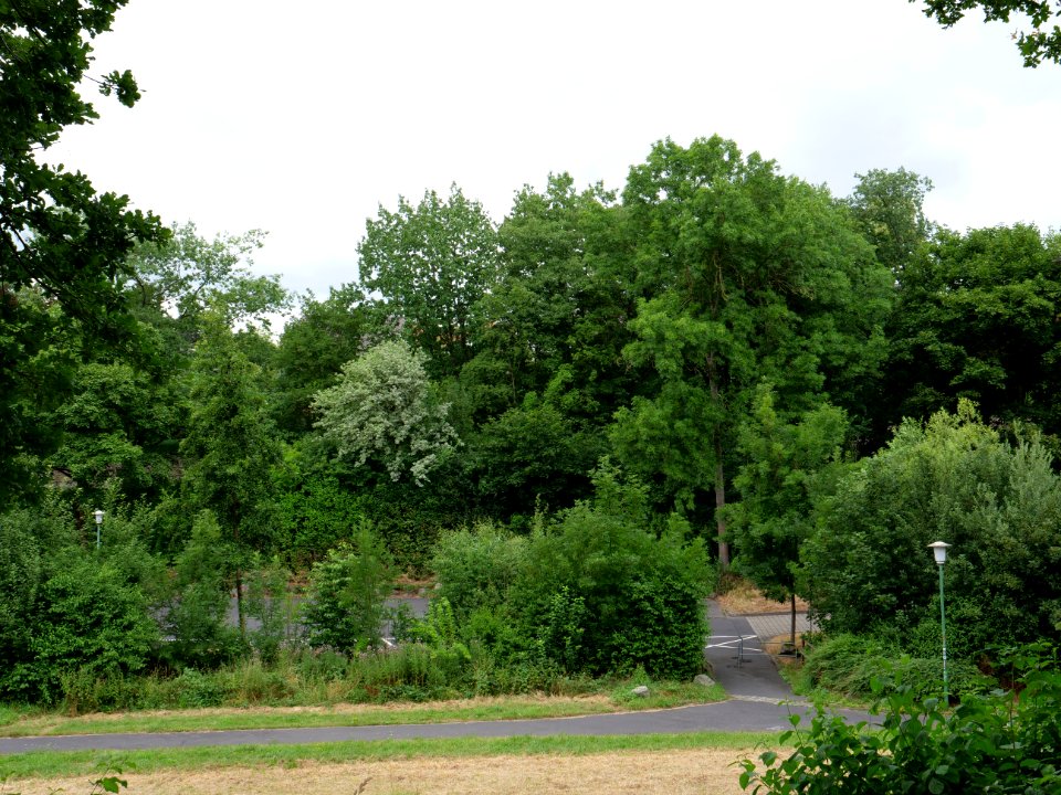 Waidesgrund park Fulda 2019-07-14 05