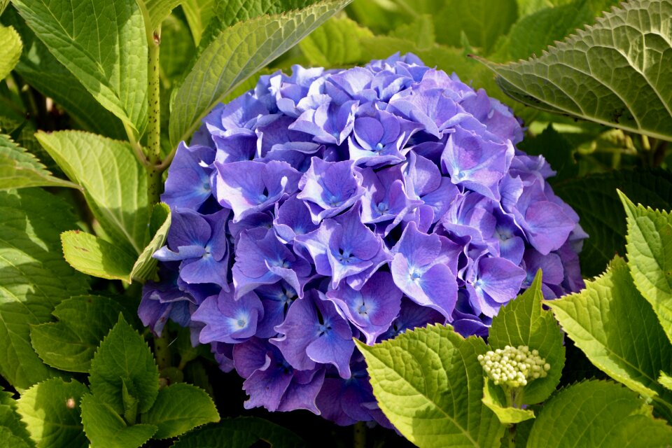 Blue summer flowers nature photo