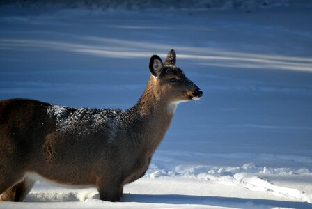 Deer standing snow