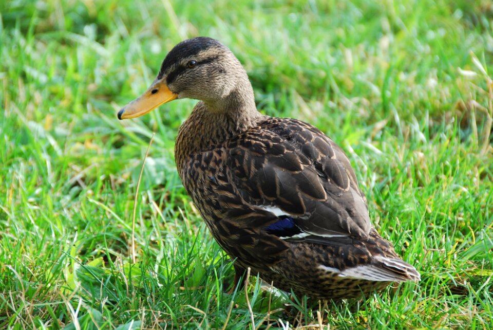Water bird duck pinnate
