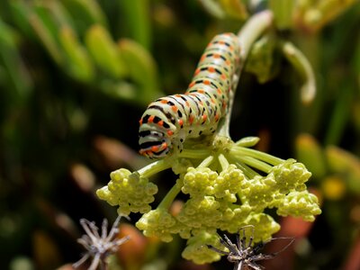 Nature larva green photo