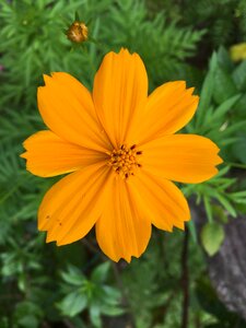 Plant garden trumpet