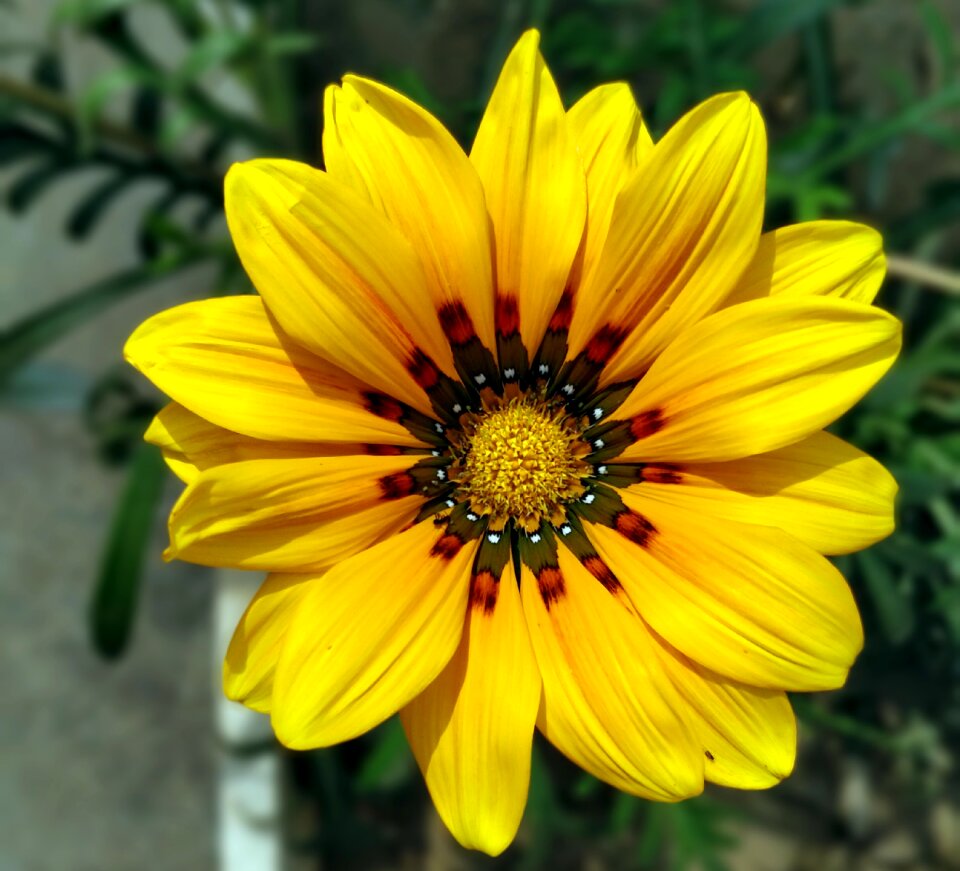 Petal sunflower helianthus