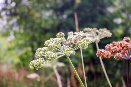 Outdoors blooming summer