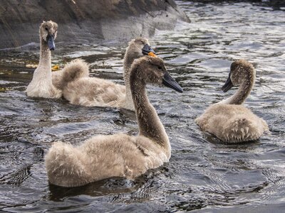 Water swans birds photo