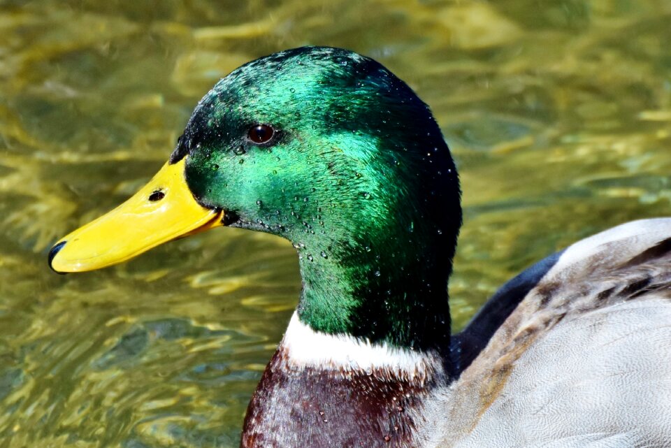 Mallard bird feather