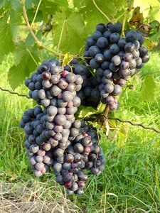 Leaf vineyard winegrowing photo