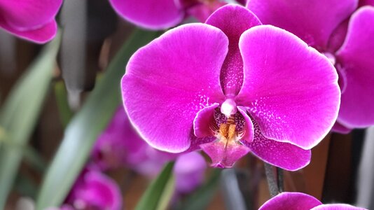 Tropical color orchid