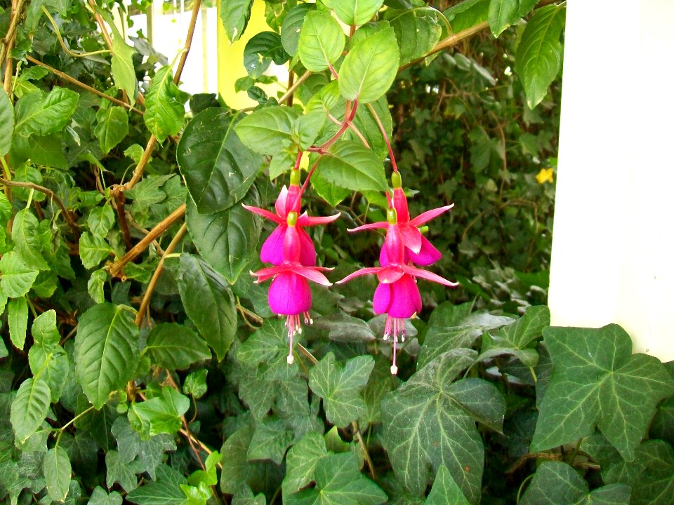 WAŁBRZYCH-PALMIARNIA, AB-086