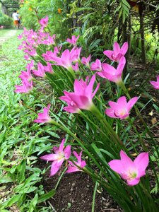 Plant garden trumpet