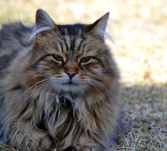 Longhair animal portrait photo