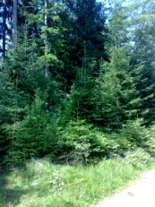 Vylet na Ostry, Sumava - 9 cervenec 2011 26