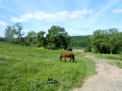 Vyazovenka - Horse - 01