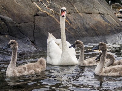 Water swans birds photo