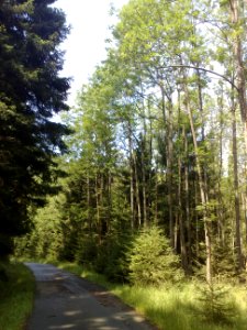 Vylet na Ostry, Sumava - 9 cervenec 2011 33