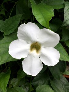 Plant garden trumpet