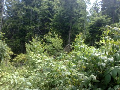 Vylet na Ostry, Sumava - 9 cervenec 2011 70