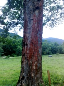 Vylet na Ostry, Sumava - 9 cervenec 2011 3