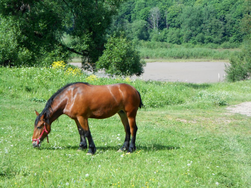 Vyazovenka - Horse - 03