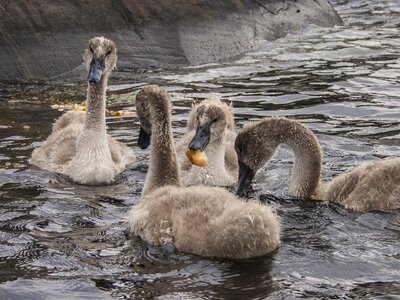 Water swans birds photo