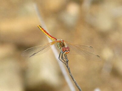 Red dragonfly branch sympetrum sinaiticum photo