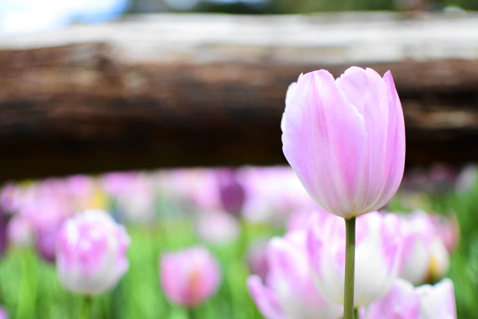 Fresh spring nature