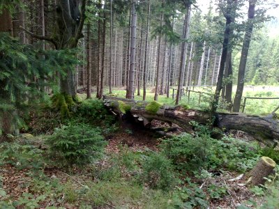 Vylet na Ostry, Sumava - 9 cervenec 2011 215