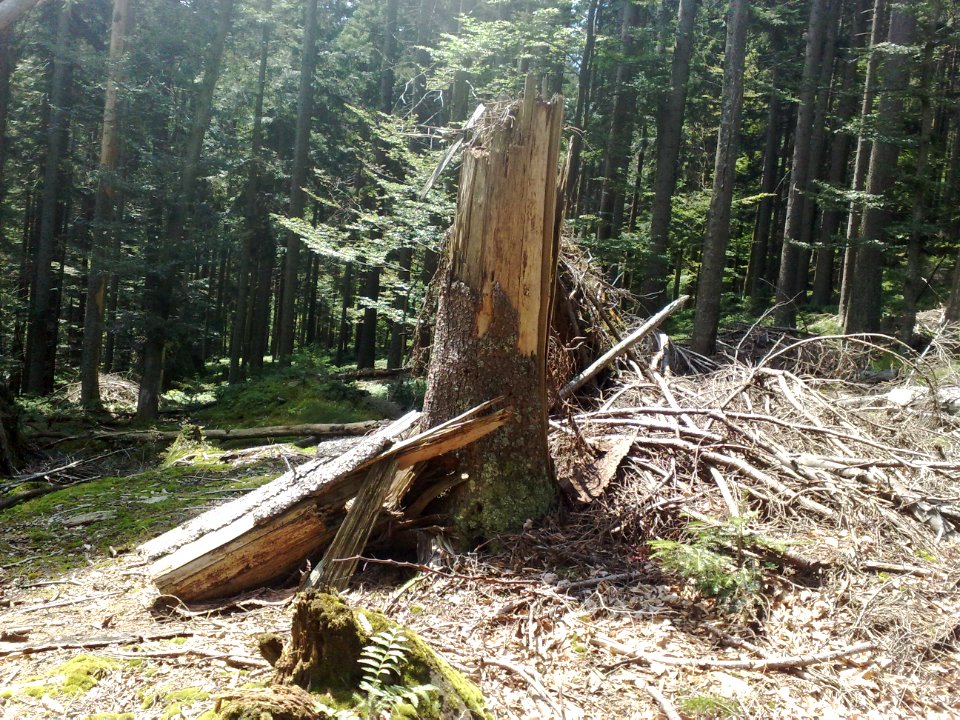 Vylet na Ostry, Sumava - 9 cervenec 2011 49