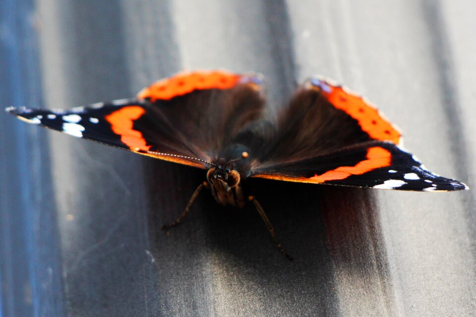 Insect animal edelfalter