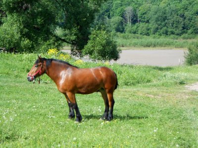 Vyazovenka - Horse - 02