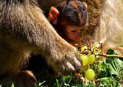 Endangered species monkey mountain salem animal