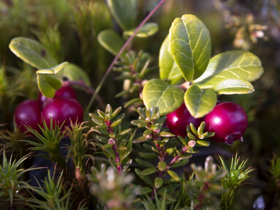 Heather norwegian nature vaccinium vitis-idaea